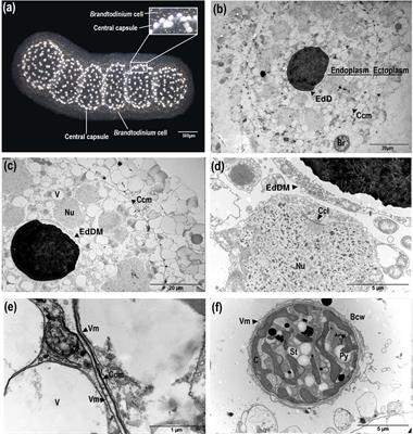 Symbiont Chloroplasts Remain Active During Bleaching-Like Response Induced by Thermal Stress in Collozoum pelagicum (Collodaria, Retaria)